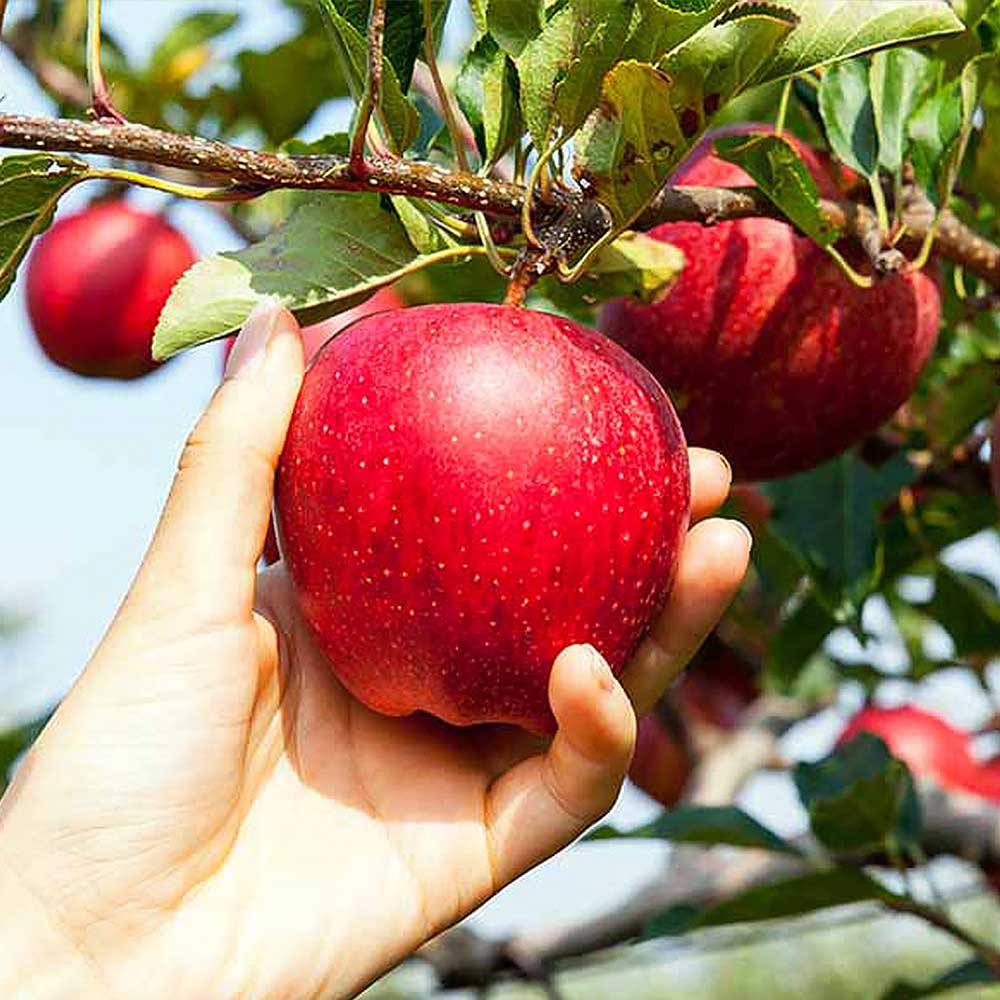자연마을 | 저탄소 GAP인증 달콤한 햇 홍로사과 정품 2kg(10-12입) | 갤러리아몰